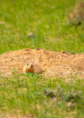 The gopher sits in the grass in the mountains, looks to the side, as if reading your text, studying, showing curiosity, interest. Copy space with place for text. Landscape with wild animals.
