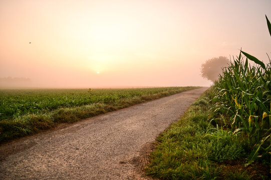 Bezaubernder Sonnenaufgang mit Nebel, Nebelschleier und Dunst am Morgen &uuml;ber einem Feld und Radweg mit B&auml;umen im Sommer, S&ouml;mmersdorf, Schweinfurt, Franken, Bayern, Deutschland