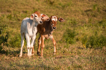 Dois bezerros, um branco e outro marrom no pasto da fazenda.