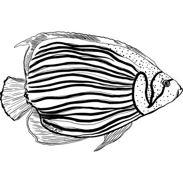 recommend clip art: Hand drawing ink marine angelfish. Sketch painting animal. PNG transparent background.