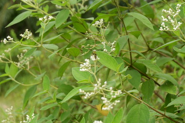 photography of a flower plant which has the Latin name clibadium surinamense
