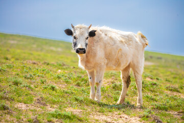A cow and a newborn calf graze on a pasture in a green meadow. The concept of animal husbandry and organic food.