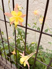 Western Odamaki flowering