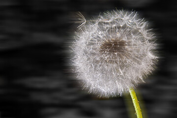 Dandelion close-up on a monochrome blurred background
