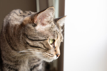 Cute domestic cat looks out the window with curiosity
