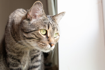 cute curious cat looking to the window