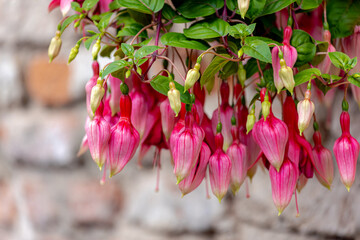 Selective focus pink flower of Hybrid fuchsia with green leaves in garden, Giant Hummingbird,...