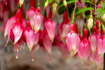 Selective focus pink flower of Hybrid fuchsia with green leaves in garden, Giant Hummingbird,...