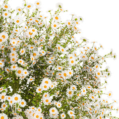 Small bouquet of wildflowers daisies chamomile isolated on white background