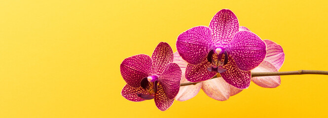 Banner with pink orchid flower in front of yellow background.