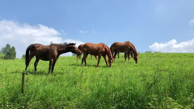 Horses grazing in the meadow