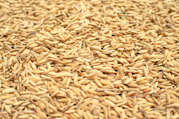 natural rice grains that have not yet been processed into food