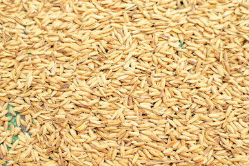 natural rice grains that have not yet been processed into food
