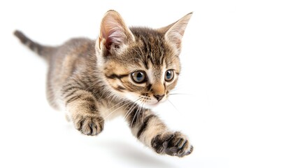 Obraz premium Tabby Cat jumping isolated on white background