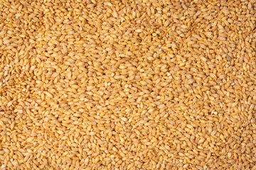 Wheat grain as a background. Top view.