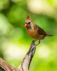 Female Cardinal perched on a stick