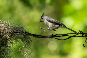 Tufted Titmouse hoping on a wire