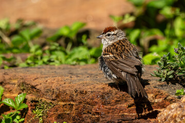 Chipping sparrow