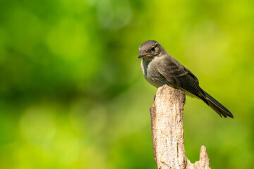 Juvenile Phoebe Perched on a stick