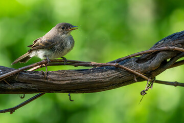 Juvenile Phoebe Perched on a vine