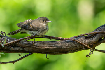 Juvenile Phoebe Perched on a vine