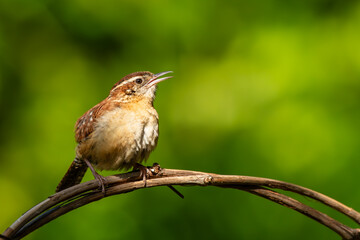 Carolina wren perched on vine
