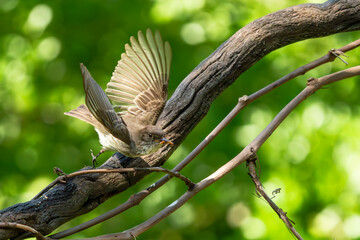 Phoebe Perched taking off with worm to feed babies