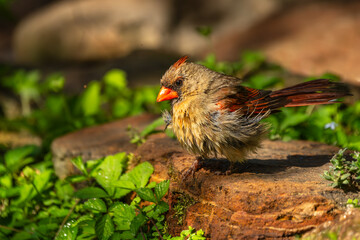 Female Cardinal perched on a rock