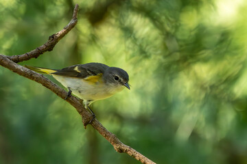 Female Redstart