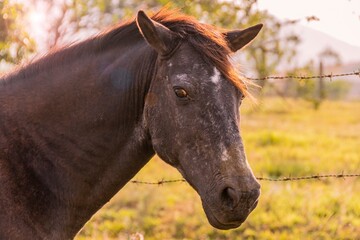 Horse near the barbed wire fence at sunset in the farm field looking at the camera.