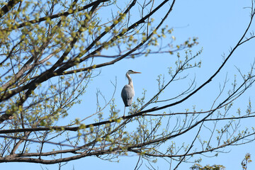 新録の木の枝で羽を休めるアオサギ