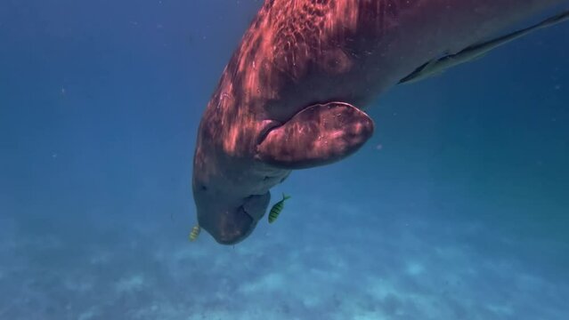 Dugong with remora swimming underwater, front view. Rare sea mammal	