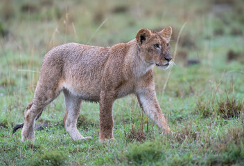 Here is one example of many animals I photographed in Kenya. This photo was specifically taken in the Masai Mara.