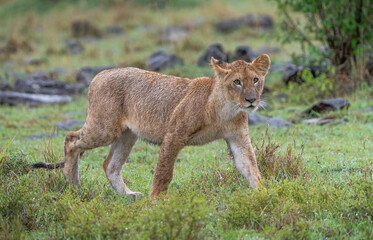 Here is one example of many animals I photographed in Kenya. This photo was specifically taken in the Masai Mara.