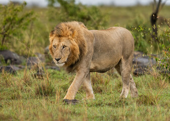 Here is one example of many animals I photographed in Kenya. This photo was specifically taken in the Masai Mara.