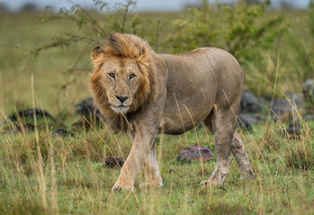 Here is one example of many animals I photographed in Kenya. This photo was specifically taken in the Masai Mara.