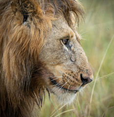 Here is one example of many animals I photographed in Kenya. This photo was specifically taken in the Masai Mara.