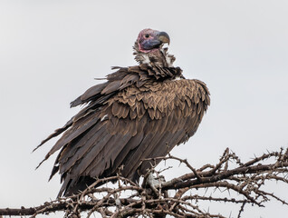 Here is one example of many animals I photographed in Kenya. This photo was specifically taken in the Masai Mara.