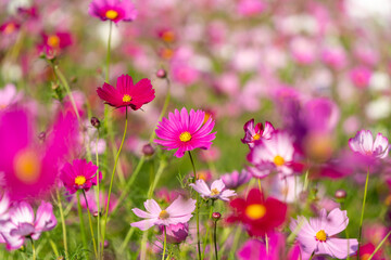 Obraz na płótnie Canvas 秋の野に咲くピンク色のコスモス