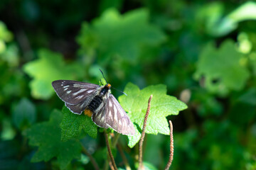 Delicate Skipper Butterfly Resting on Vibrant Green Leaves, Wings Open, Ethereal Beauty, Serene Natural Setting, the Andes of Peru, Latin America