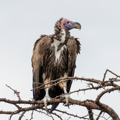 Here is one example of many animals I photographed in Kenya. This photo was specifically taken in the Masai Mara.
