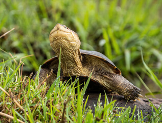 Here is one example of many animals I photographed in Kenya. This photo was specifically taken in...