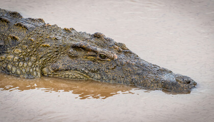 Here is one example of many animals I photographed in Kenya. This photo was specifically taken in the Masai Mara.