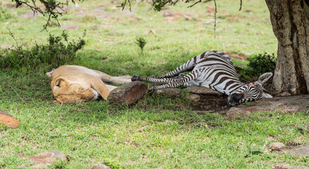 Here is one example of many animals I photographed in Kenya. This photo was specifically taken in the Masai Mara.
