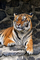  a striped tiger lying on the stones in the zoo