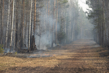 Forest natural uncontrolled ground fire. Ashes with smoke and smog in the thicket of a forest with...