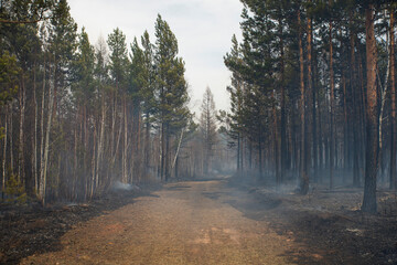 Forest natural uncontrolled ground fire. Ashes, fire and charred trees with smoke and smog in the...