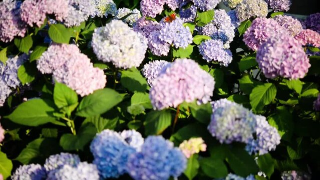 Blue, pink hydrangea flowers are blooming in summer in town garden heads in the sunlight. Beautiful garden with hydrangeas. 