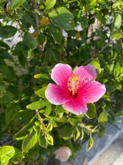 ハイビスカス