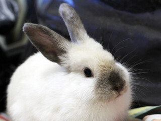 Obraz premium Decorative mini rabbit, pet, dwarf rex breed